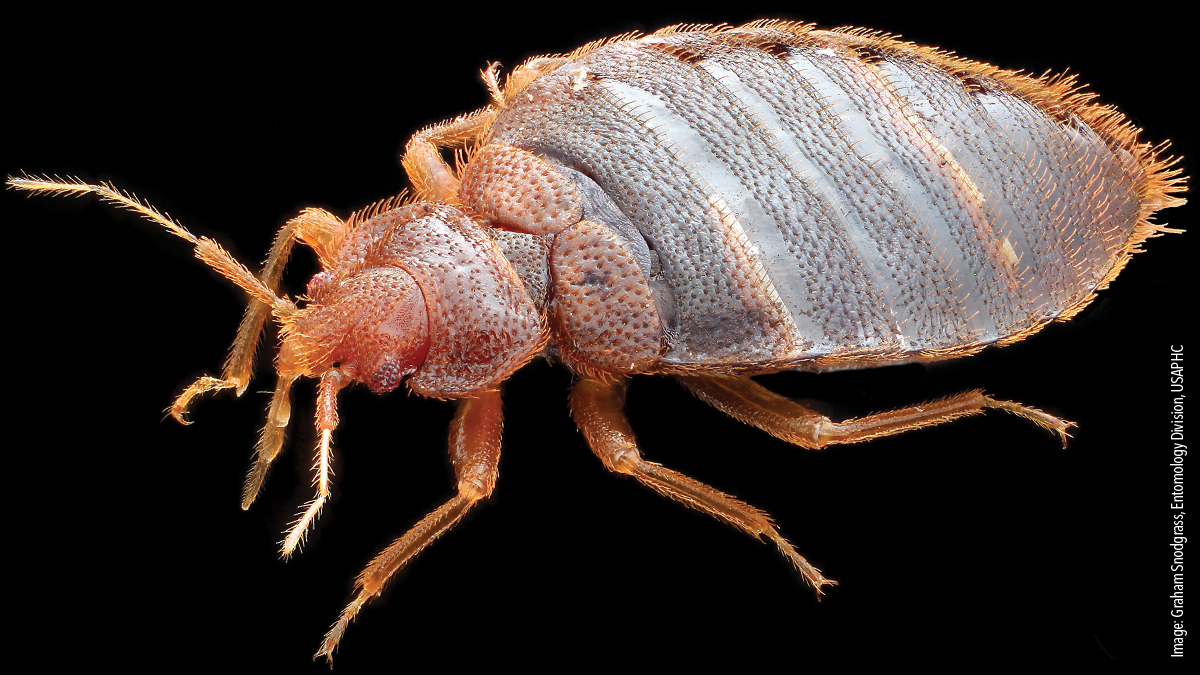 A bed bug-Graham Snodgrass